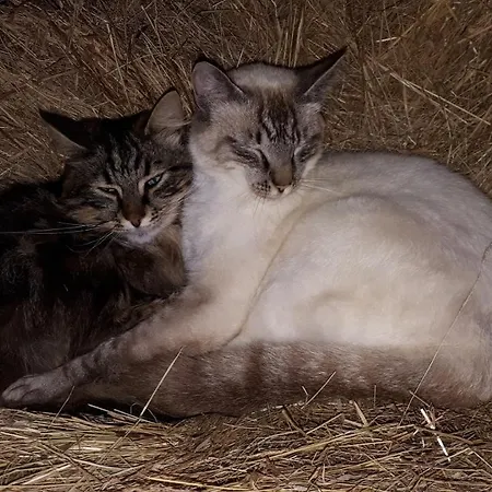 L'oasis Des Prés Chassenon